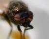 Calliopum sp.